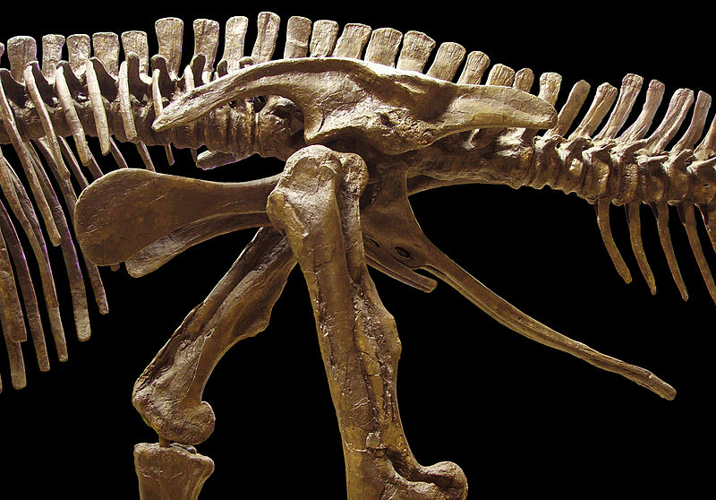 Паразауролоф (Parasaurolophus walkeri)